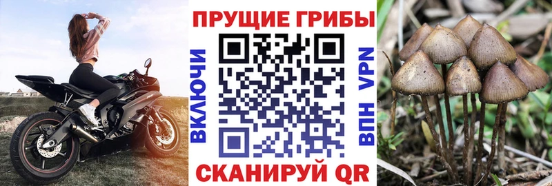 Галлюциногенные грибы GOLDEN TEACHER  купить   Лакинск 